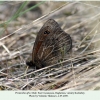 proterebia afra male ciscaucasia 1